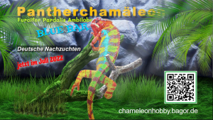 Pantherchamäleon kaufen in Deutschland